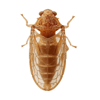 Leafhopper | Garden Insects Names