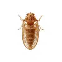 Leafhopper | Small Insects Names