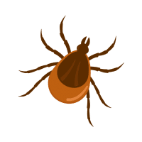 Leafminer | Garden Insects Names