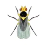 Leafminer | Small Insects Names