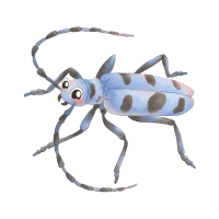 Longicorn | Large Insects Names