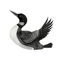 Loon | Water Birds Names