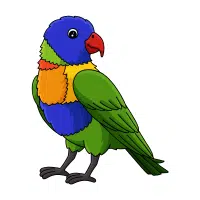 Lorikeet | Pet Birds Names