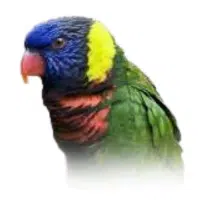 Lory | Pet Birds Names