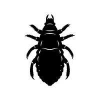 Louse | Small Insects Names