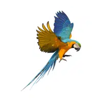 Macaw | Flying Birds Names
