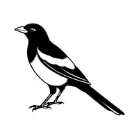 Magpie | Flying Birds Names