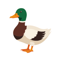 Mallard | Water Birds Names