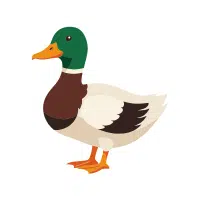 Mallard | Water Birds Names