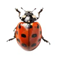 Marshbug
