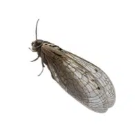 Marshfly