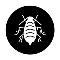 Mealybug | Garden Insects Names