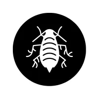 Mealybug | Small Insects Names