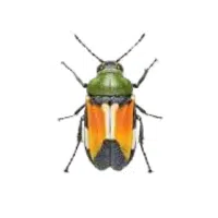 Measurer | Water Insects Names