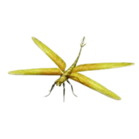 Meganeura | Large Insects Names