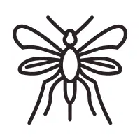 Midge | Desert Insects Names