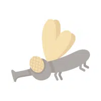 Midge | Small Insects Names