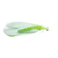 Midge | Water Insects Names