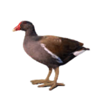 Moorhen | Water Birds Names