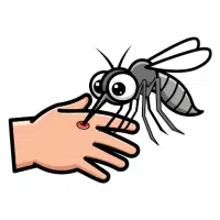 Mosquito | Desert Insects Names