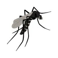 Mosquito | Small Insects Names