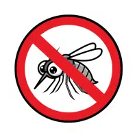 Mosquito | Water Insects Names