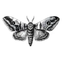 Moth | Small Insects Names