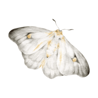 Moth | Garden Insects Names