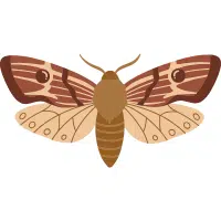 Moth | Desert Insects Names