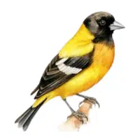 Munia | Pet Birds Names