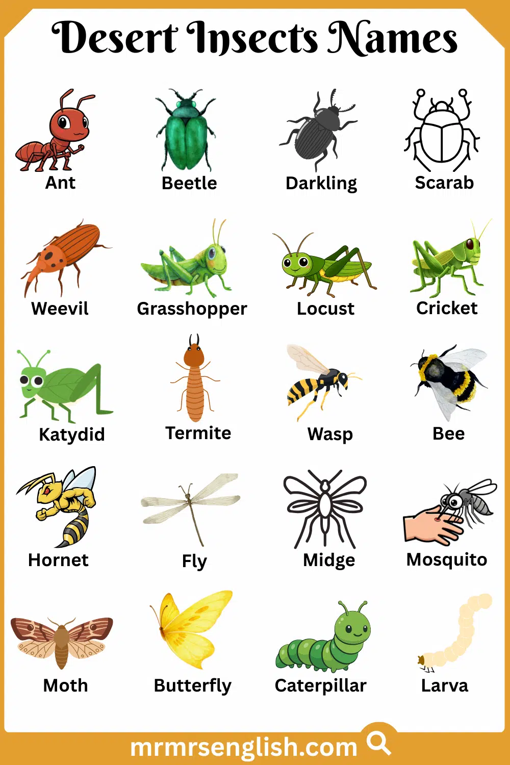 Names of Desert Insects in English with Their Pictures