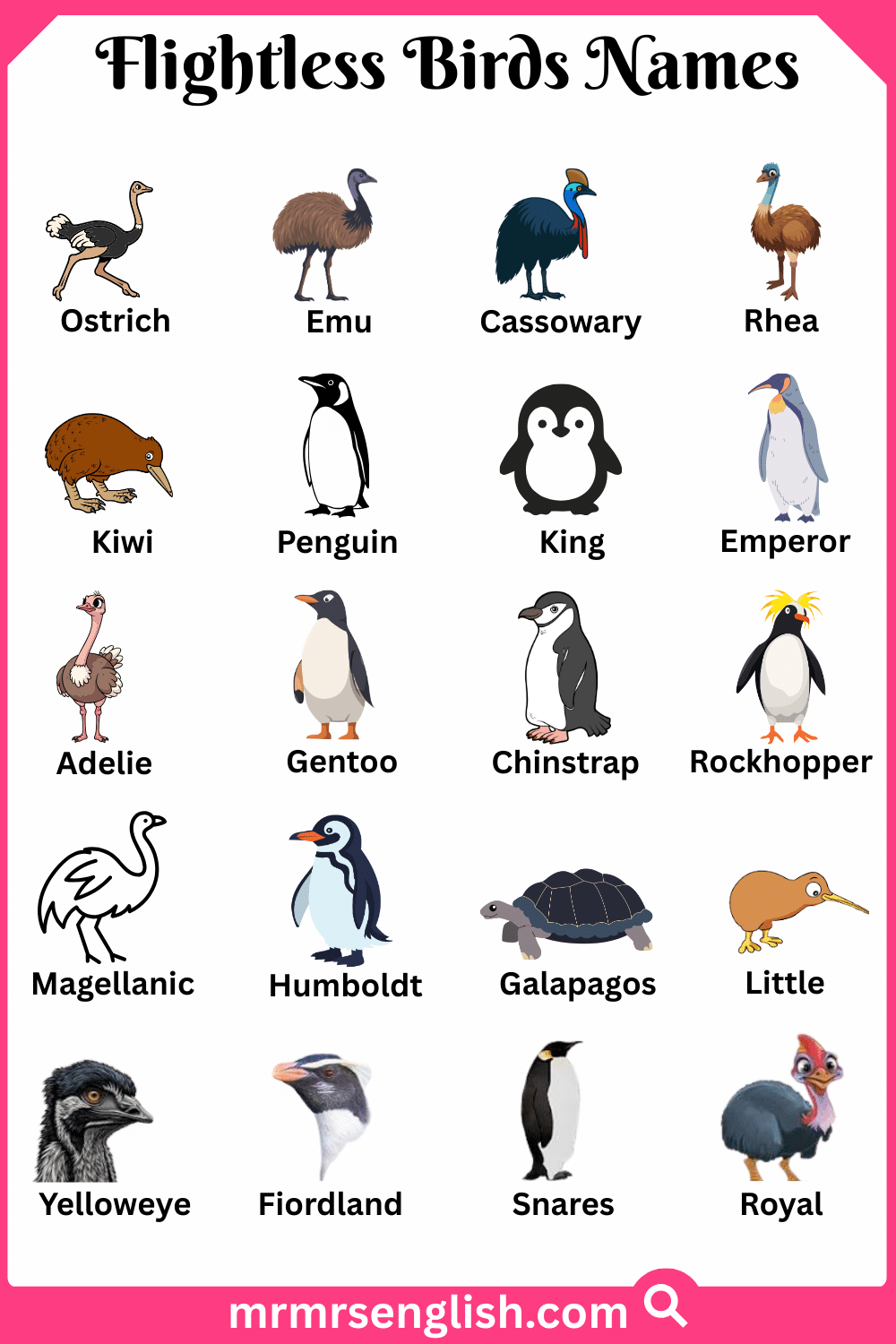 Names of Flightless Birds in English with Pictures