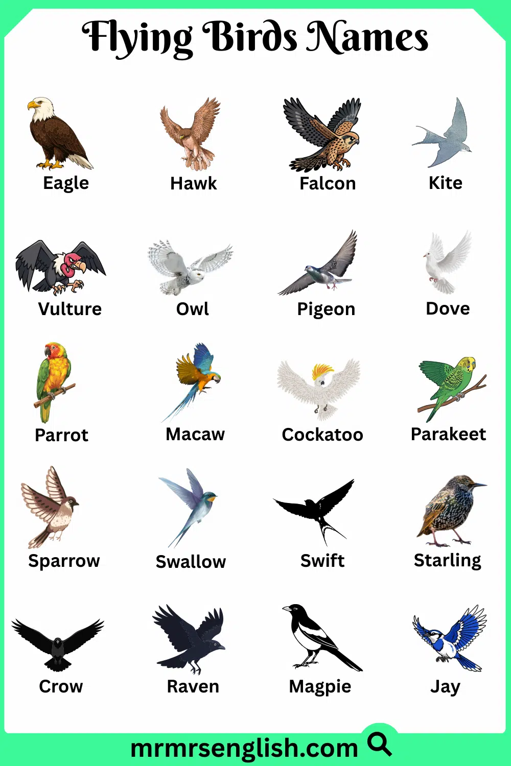 Names of Flying Birds in English with Pictures