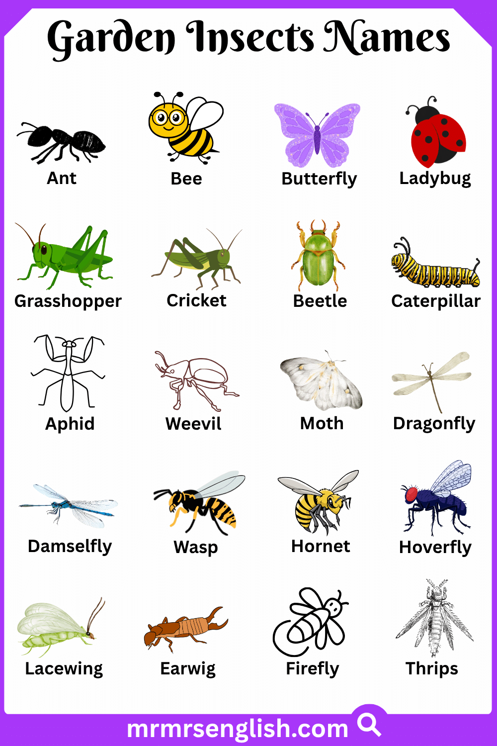 Names of Garden Insects in English with Pictures