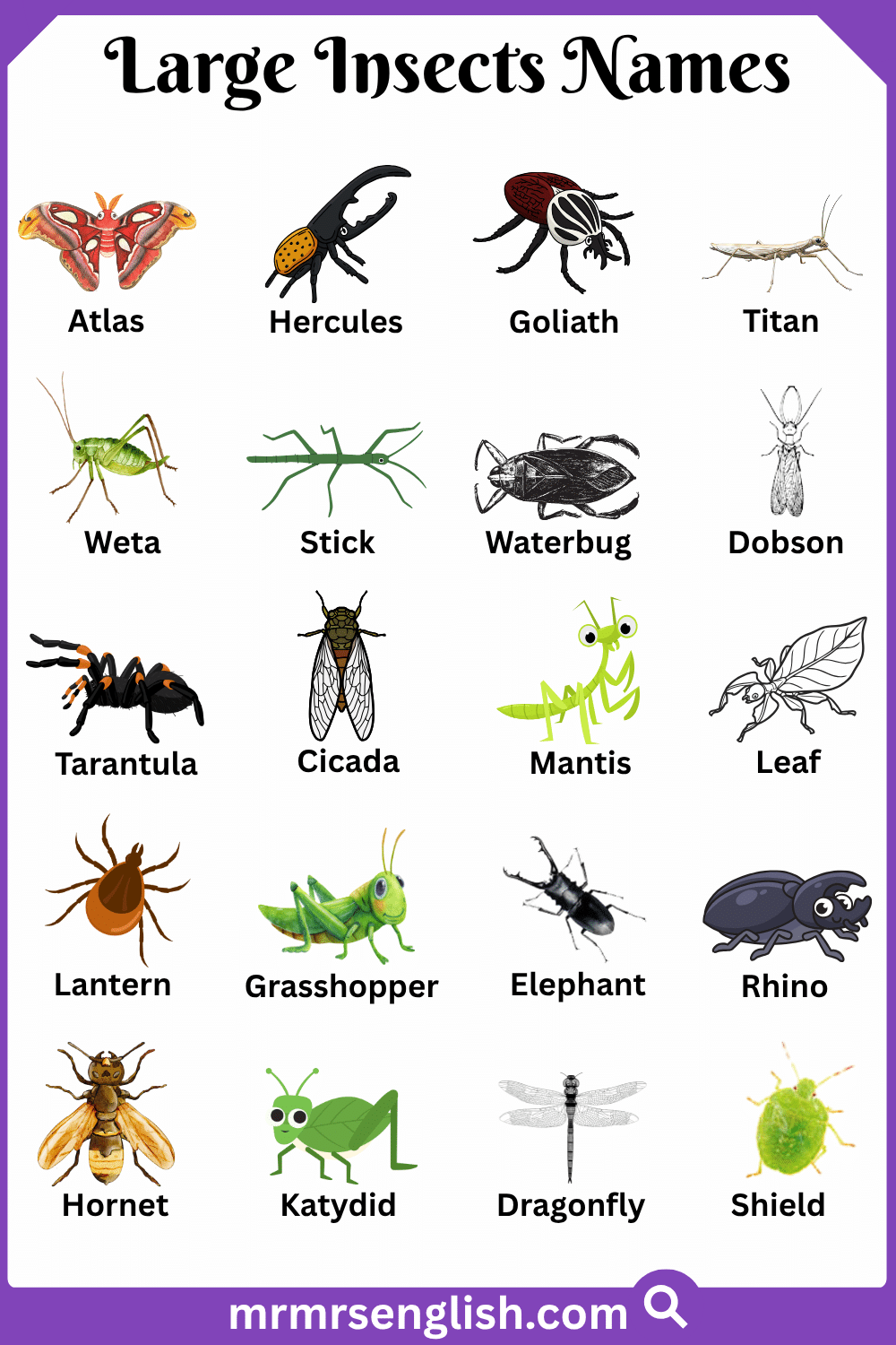 Names of Large Insects in English with Pictures