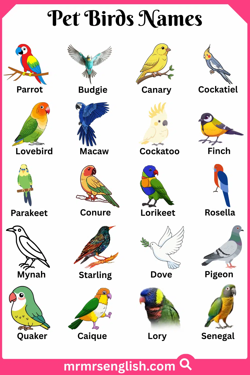 Names of Pet Birds in English with Their Pictures