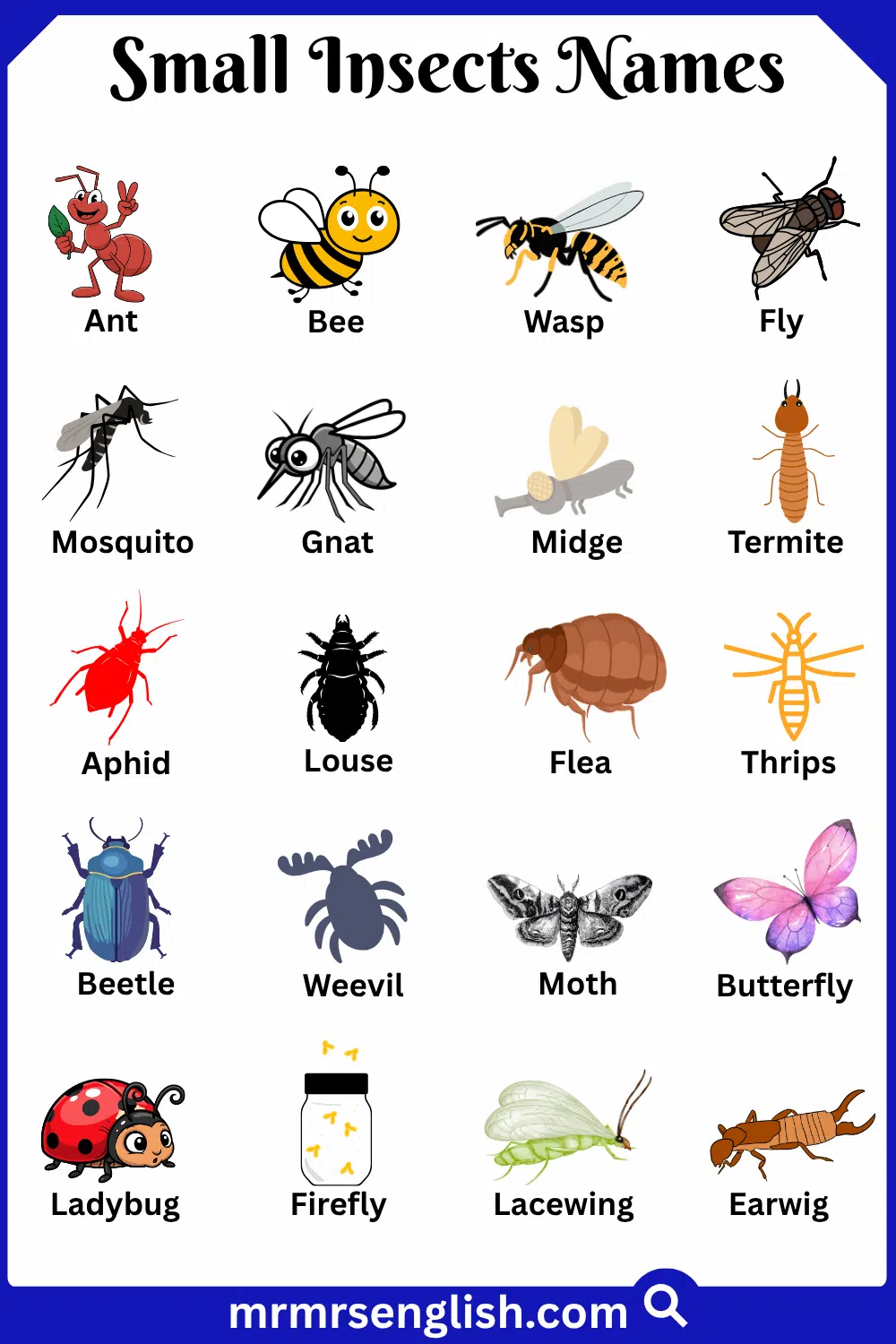 Names of Small Insects in English with Pictures
