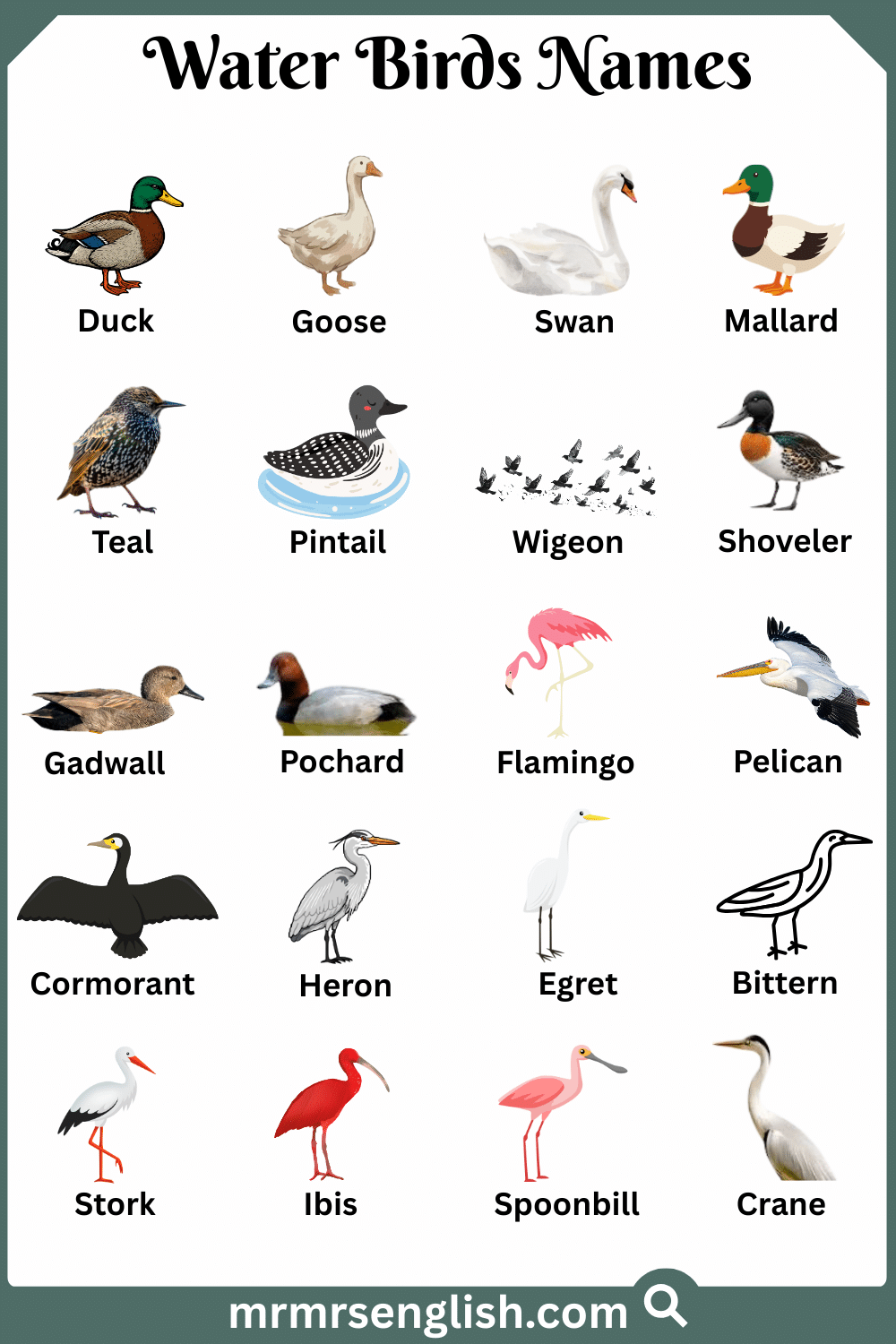 Names of Water Birds in English with Pictures