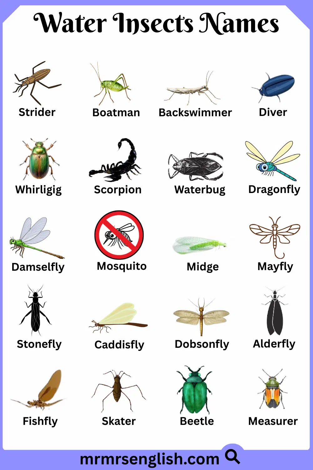 Names of Water Insects in English with Their Pictures