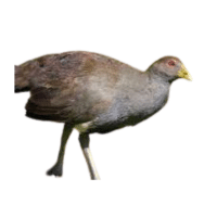 Nativehen | Flightless Birds Names