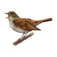 Nightingale | Flying Birds Names