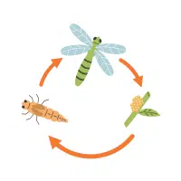 Nymph | Desert Insects Names