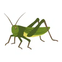 Nymph | Water Insects Names