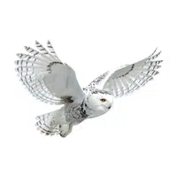 Owl | Flying Birds Names
