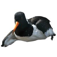 Oystercatcher | Water Birds Names