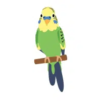 Parakeet | Pet Birds Names