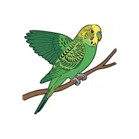 Parakeet | Flying Birds Names