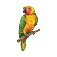 Parrot | Flying Birds Names