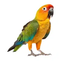 Parrotlet | Pet Birds Names