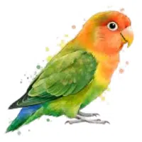 Peachface | Pet Birds Names
